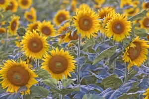 Sunflower & Wildlife Photography Brunswick, ME