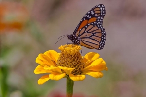 Butterfly & Insect Photographer Portland, ME