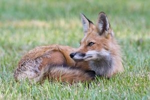 Red & Gray Fox Photographer Brunswick, ME