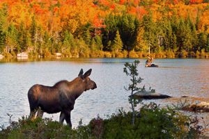 moose-deer-cover