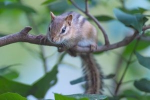 Animal & Wildlife Photographer Brunswick, ME