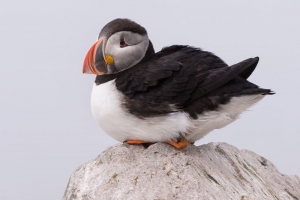 Puffin & Seabird Photography for Sale Brunswick, ME