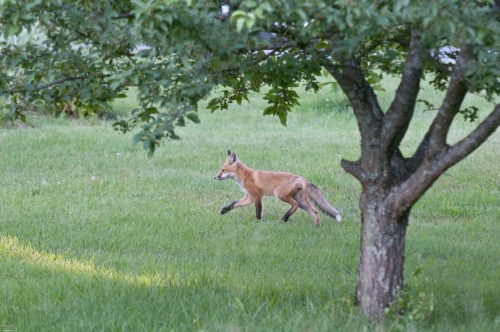 2422 Red Fox Kit