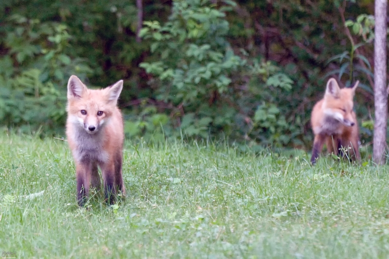 2423 Red Fox Kits
