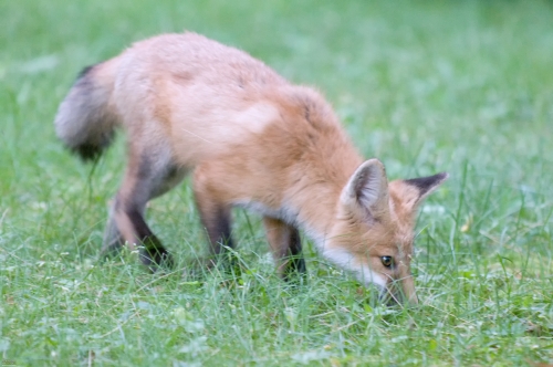 2424 Red Fox Kit