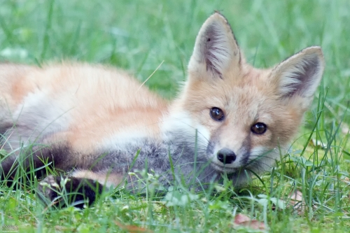 2427b Red Fox Kit