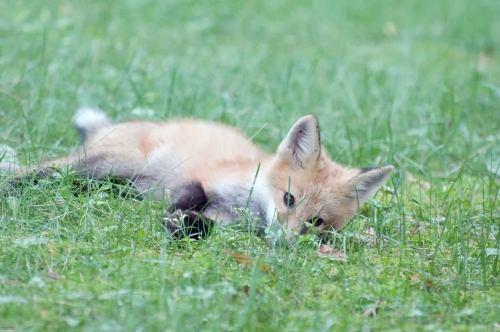 2428 Red Fox Kit Lying Around