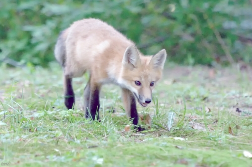 2429 Stalking Red Fox Kit