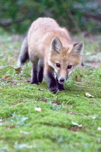 2430 Red Fox Kit