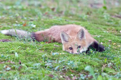 2431 Red Fox Kit