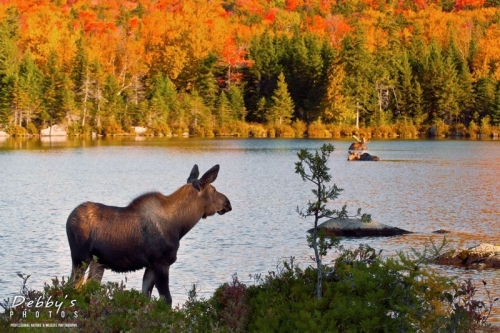Moose & Deer