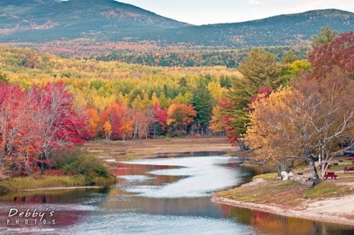 2841 Abol Campground Area Foliage