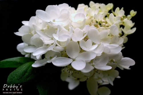 31 Annabelle Hydrangea