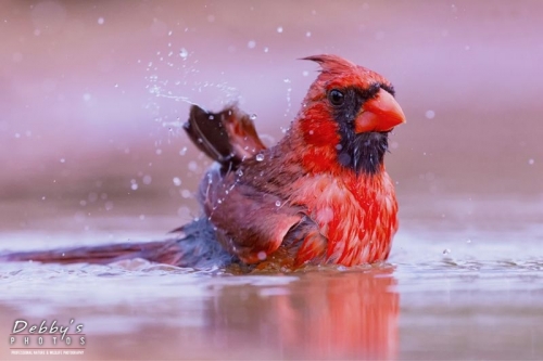 3678TX Bathing Male Cardinal