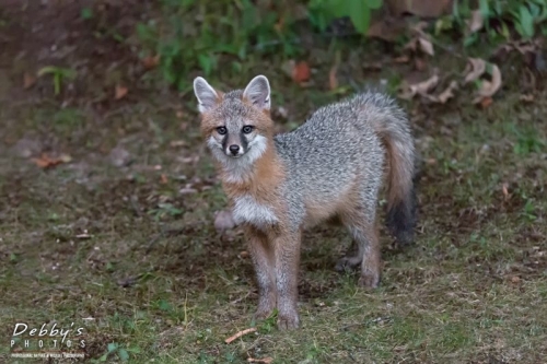 4480 Young Gray Fox Kit