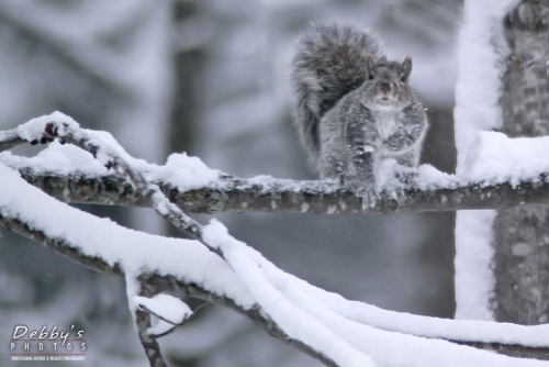 497 Gray Squirrel in Snowstorm