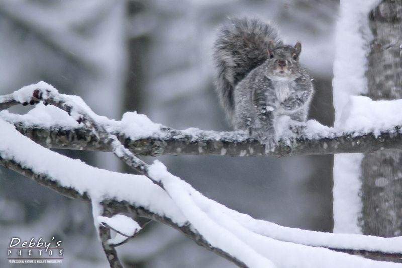 497 Gray Squirrel in Snowstorm