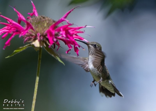 5003 Juvenile Male Ruby-Throated Hummingbird