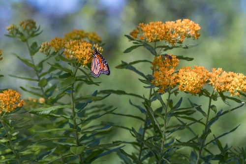 5952 Monarch Butterfly and Orange Butterfly Milkweed