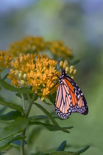 5952b Monarch Butterfly and Orange Butterfly Milkweed_8632