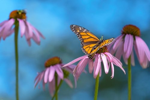 5953 Monarch Butterfly and Coneflowers