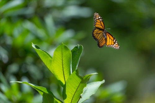5983 Monarch Butterfly in flight