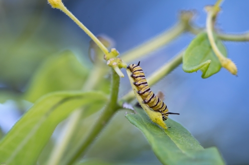 5987 Monarch Butterfly Caterpiller and Milkweed_9812