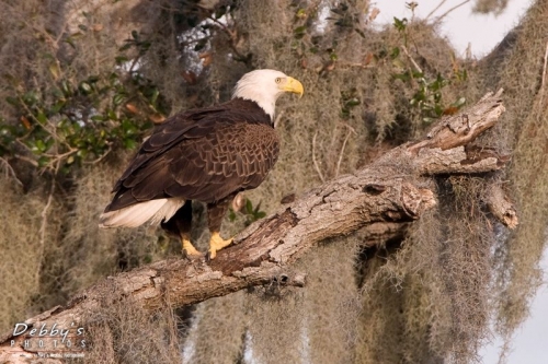 FL1509 Bald Eagle