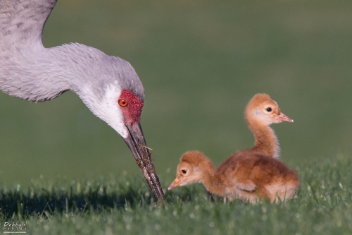 FL3782b Sandhill Crane family