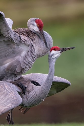 FL4122b Sandhill Cranes mating at dawn