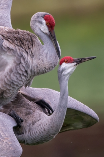 FL4123c Sandhill Cranes mating at dawn