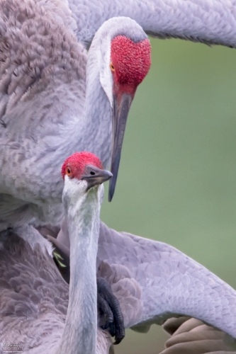 FL4124d Sandhill Cranes mating at dawn