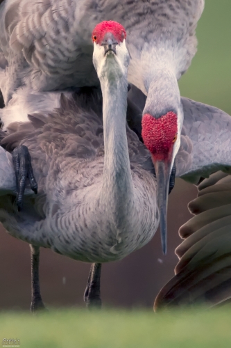 FL4125c Sandhill Cranes mating at dawn