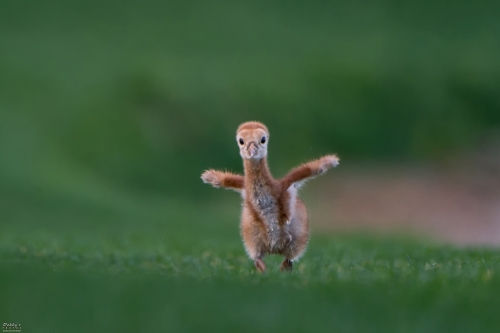 FL5217 Sandhill Crane Baby Chick Running