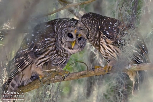FL412 Loving Pair of Barred Owls