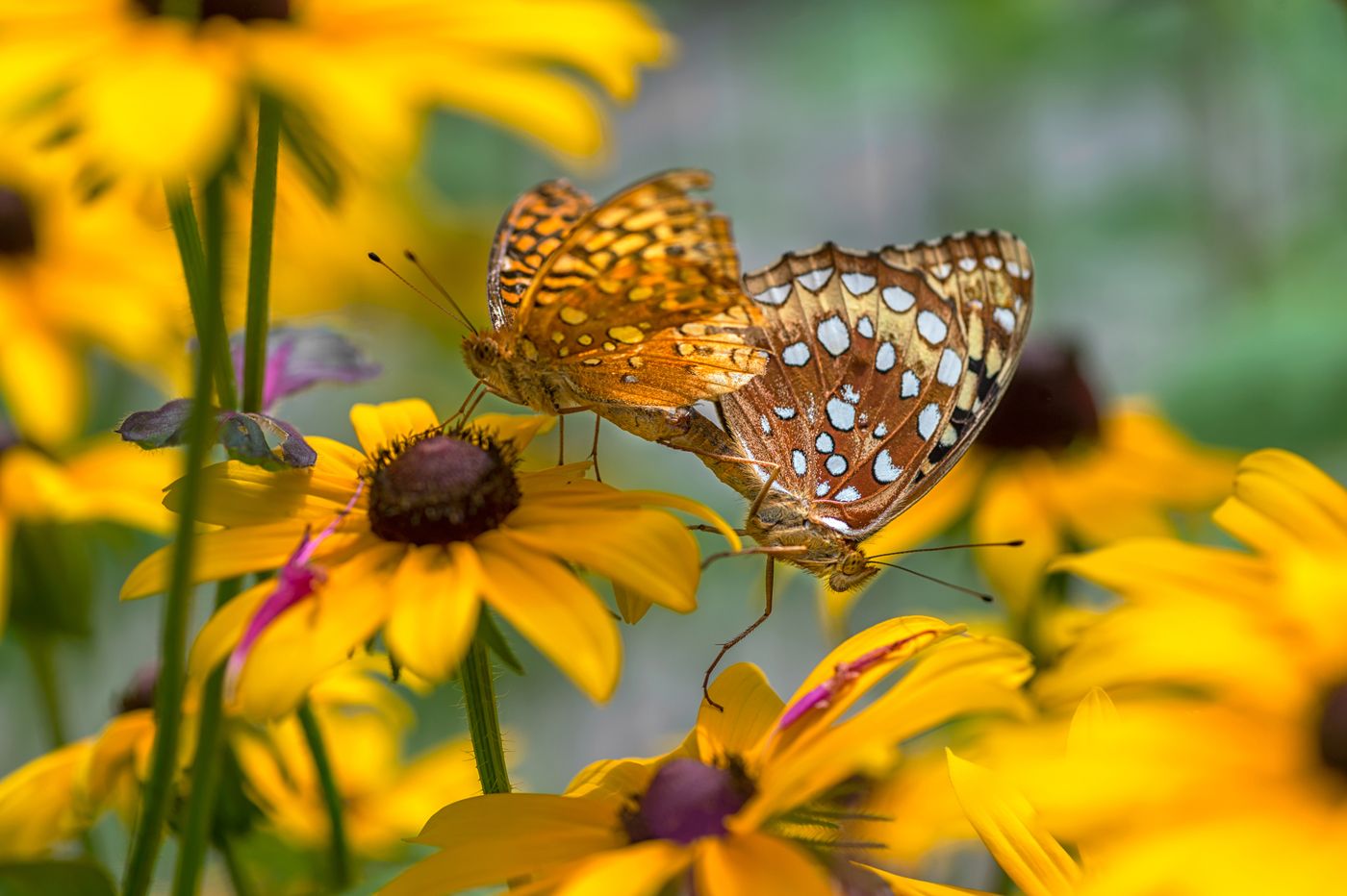 4415 Brown-Eyed Susan flowers, Atlantic Fritillary Butterflies Mating