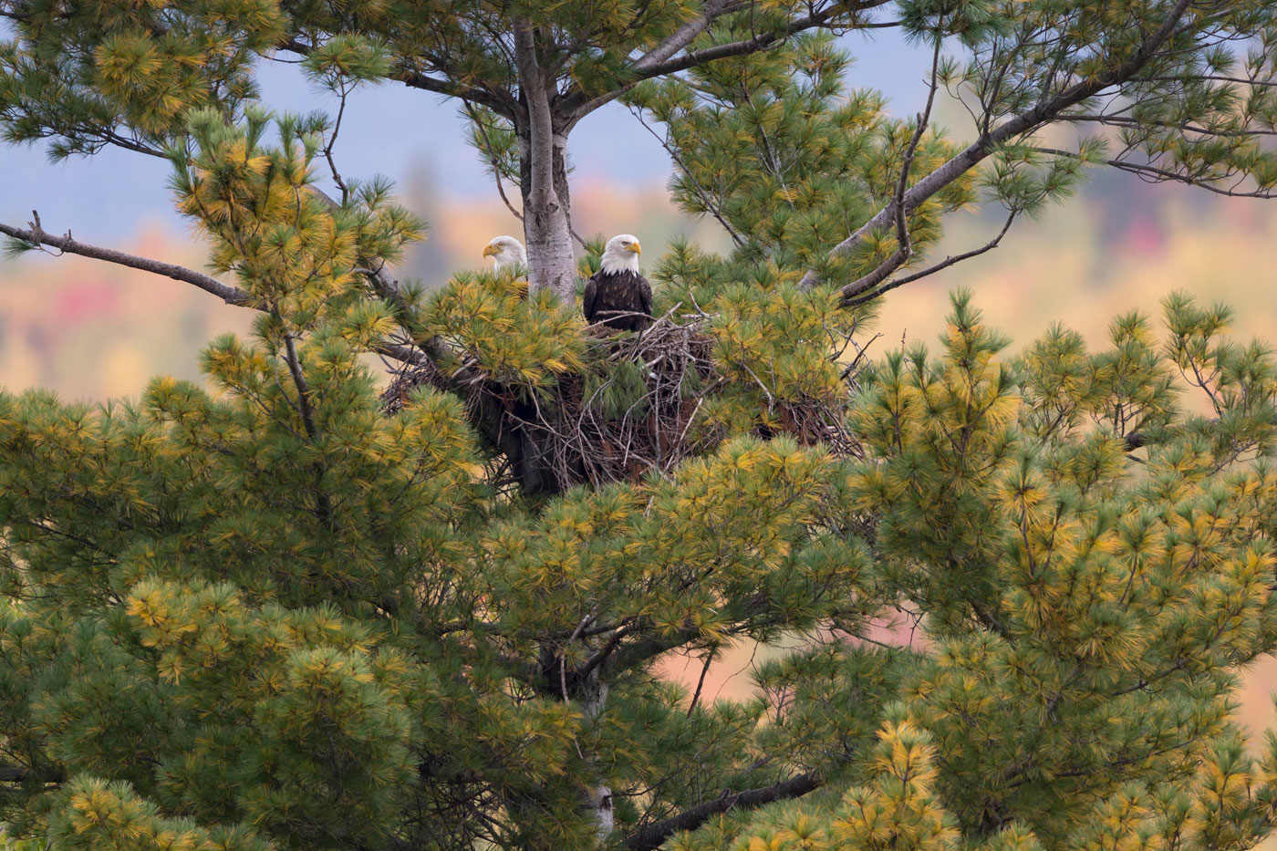 4434-banner-20161002-0455–Pair-of-Bald-Eagles