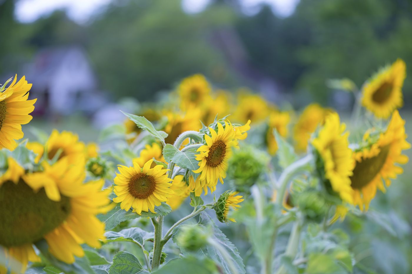 4440 Country Sunflowers