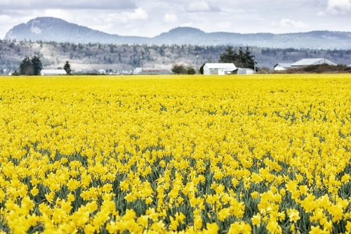 WA8434 Daffodil Field, La Conner, WA