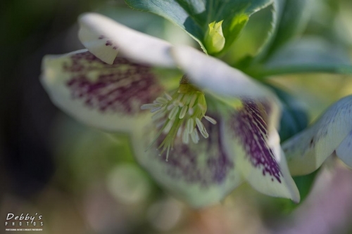 WA5328 Hellebore