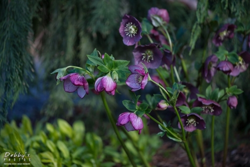 WA5330 Hellebores