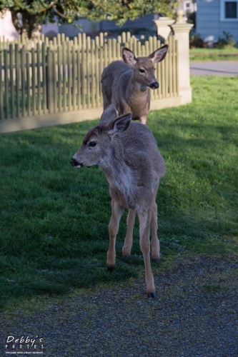 WA5332 Deer, Port Townsend