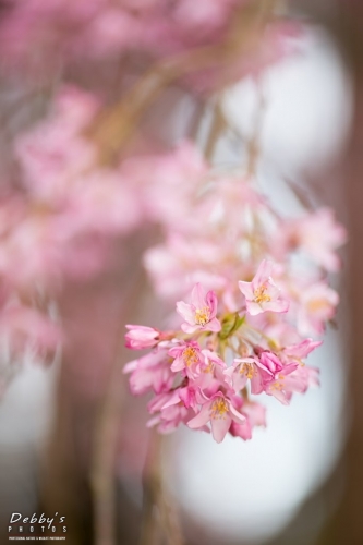 WA5335 Cherry Blossoms