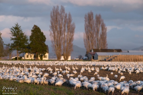 WA5337 Snow Geese Scenic