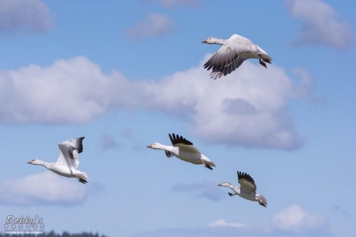 WA5339 Snow Geese