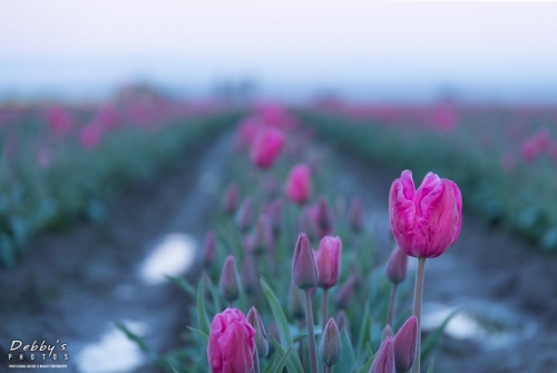 WA5340 Tulips Predawn