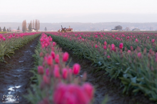 WA5341 Tulips at Sunrise