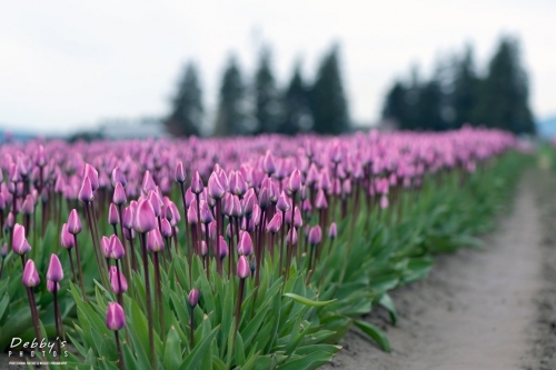 WA5343 Tulip Field, Scenics