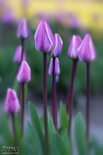 WA5344 Tulips