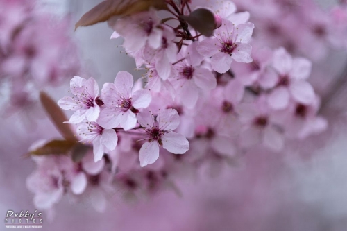 WA5347 Spring Blossoms